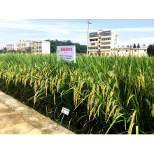 High-Quality Rex Rice Seed Certified